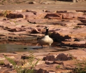 SiouxFallsGeese 2014 05 17 001